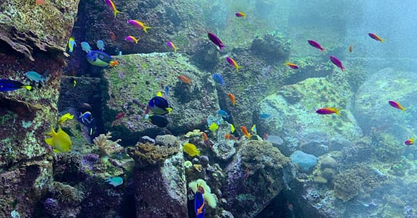 Explore DubaiâS Lost Chambers Aquarium: Tickets For One, Two, Or Four Dubai - Image 4